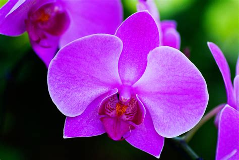 The Enigma of Phalaenopsis: Orchids as Symbols of Mystery and Intrigue